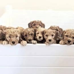 Goldendoodle Puppies from Rosie Doodles AZ