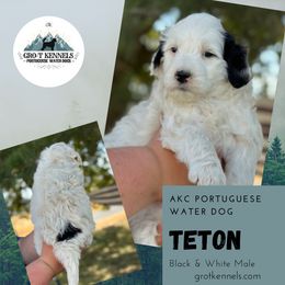 Teton - Black and white male Portuguese Water Dog puppy in Weston, Idaho from Gro-T Kennels