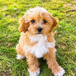Danielle - Apricot female Cavapoo puppy in Bozrah, Connecticut from Cedar Creek Farm