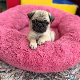 Margo - Fawn female Pug puppy in Saint Pauls, North Carolina from Copperfield’s Goldens