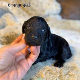 Orange girl - Black female Goldendoodle puppy in Valdese, North Carolina from Doodling All Day Goldendoodles