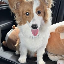 Roux - Pembroke Welsh Corgi