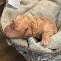 Tommy - Caramel male Labradoodle puppy in Bruceton Mills, West Virginia from Adonai Ra'ah Farms