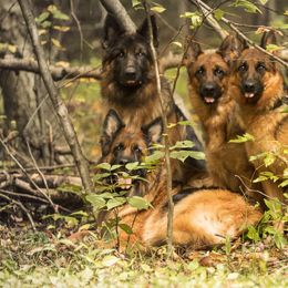 German Shepherd All Grown Up from Tberry GSD