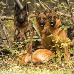 German Shepherd All Grown Up from Tberry GSD