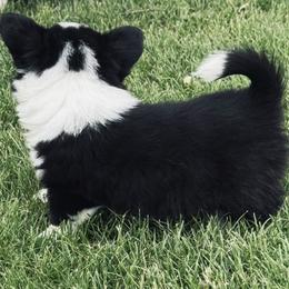 American Corgi, Dachshund, and Pembroke Welsh Corgi Puppies from Seven B Corgis & Doxies