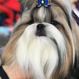 Poodle and Shih Tzu All Grown Up from Ganna Sultan
