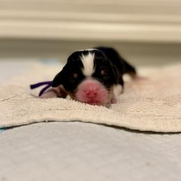 Drizella (Purple Collar) - Tri-color female Bernedoodle puppy in Stanwood, Washington from Butter Cup Pups and Paws