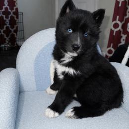 Cocoa - Black and white male Siberian Husky puppy in Oakwood, Ohio from Moonlight Siberian Huskies