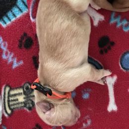 Boy 6 - Golden Retriever puppy in Argyle, Texas from Randalls Golden Retrievers