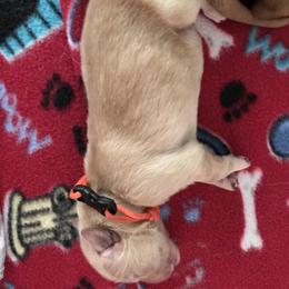 Boy 6 - Golden Retriever puppy in Argyle, Texas from Randalls Golden Retrievers