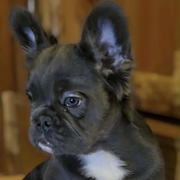 Blue Female - Blue female French Bulldog puppy in Denison, Texas from Lovemyfrenchies – Stoddard Frenchbulldog's