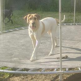 Charm - Great Dane