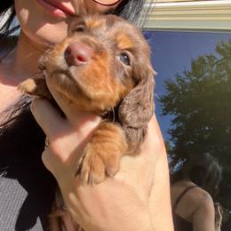 Brownie - Chocolate and tan male Dachshund puppy in Palestine, Texas from Vixens Dachshunds