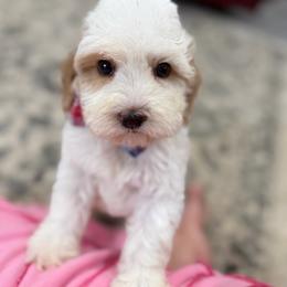 Popcorn - Caramel cream male Australian Labradoodle puppy in Calhoun, Louisiana from Arrowhead Australian Labradoodles