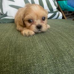 Cindy - Cream and white male Shih Tzu puppy in Burlington, North Carolina from Nancy’s Lil’Shih Tzus