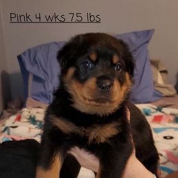 Rottweiler Puppies from vom Helligkeit