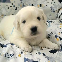 Mr. Light Blue - Light golden male Golden Retriever puppy in Campton, Kentucky from ElkRidge Goldens
