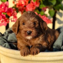 Scooter - Red  male Goldendoodle puppy in Wharton, Texas from Little Fur Friends