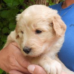 Cheddar - Cream female Pyredoodle puppy in Prescott, Washington from Washington Pyredoodles