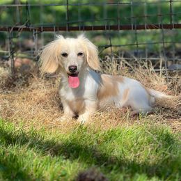 Charlotte - Dachshund