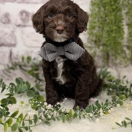 Copper - Chocolate male Australian Labradoodle puppy in Brush Prairie, Washington from Fancy Pants Labradoodles