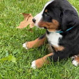 Appenzeller Sennenhund Puppies from HussarRidge