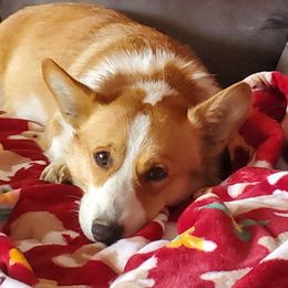 Cinch - Pembroke Welsh Corgi