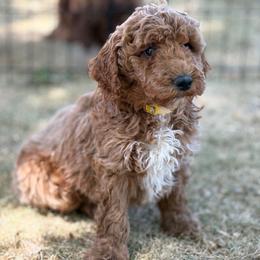 Clutch - Apricot male Goldendoodle puppy in Larimer County, Colorado from Puppy Love Doodles
