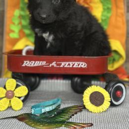 Aqua - Yuli - Black female German Shepherd puppy in Iola, Wisconsin from Aus Hütehunde German Shepherds