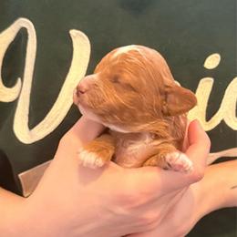 Link - Red male Cavapoo puppy in Kalamazoo, Michigan from Sleeping Bear Kennels