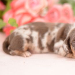 Enzo - AKC - Black and tan male Dachshund puppy in Neosho, Missouri from A Walk In The Park
