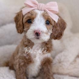Girl 2 - female Goldendoodle puppy in Gilbert, Arizona from Doodle Bliss