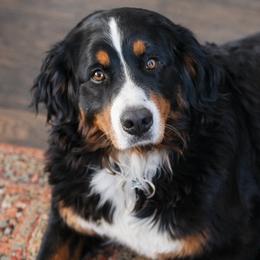 Bernedoodles and Bernese Mountain Dogs from Basin Berners