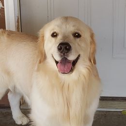 Asiago - Golden Retriever