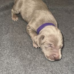 Girl 7 - Silver gray female Weimaraner puppy in Spartanburg, South Carolina from Palmetto State Weimaraners