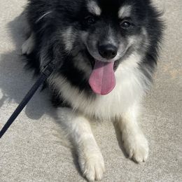Troop - Pomsky