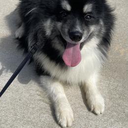 Troop - Pomsky