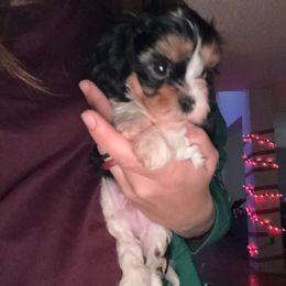 Oogie - Tri-color male Cavapoo puppy in Albuquerque, New Mexico from Enchantment Cavapoo & Pugapoo Puppies