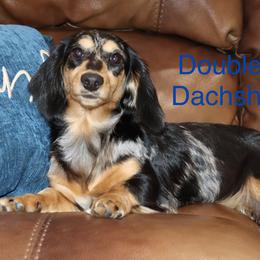 Hattie - Dachshund
