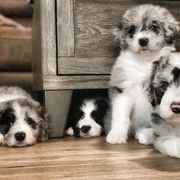 Bernedoodle and Bordoodle Puppies from Divine Doodles