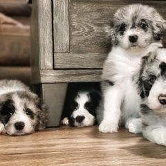 Bernedoodle and Bordoodle Puppies from Divine Doodles