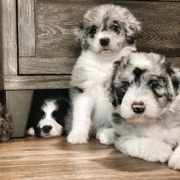 Bernedoodle and Bordoodle Puppies from Divine Doodles