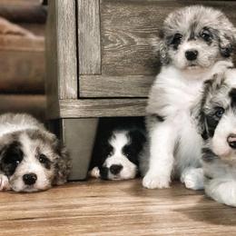 Bernedoodle and Bordoodle Puppies from Divine Doodles