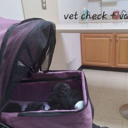 Poodle Puppies from Precious Poodle Babies