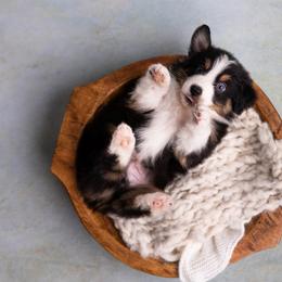 Joey - Black tri-color male Australian Shepherd puppy in Bertram, Texas from Ashley’s Australian Shepherds