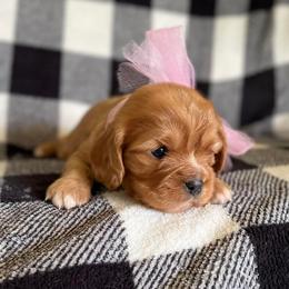 Cavalier King Charles Spaniel Puppies from Strawberry Hill Cavaliers