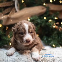 Kazooie - Red tri-color male Australian Shepherd puppy in Woodford, Virginia from Skyborne Australian Shepherds