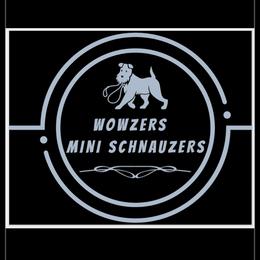Miniature Schnauzers from Wowzers Mini Schnauzers