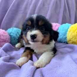 Black Tri Female 1 - Black tri female Miniature American Shepherd puppy in Connecticut from Novus Kennels